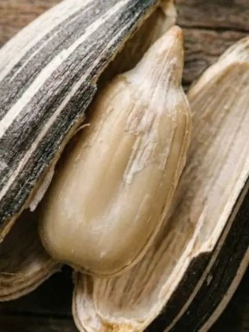 Sunflower Seed Wax